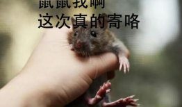 老鼠视频,揭秘视频中的趣味瞬间